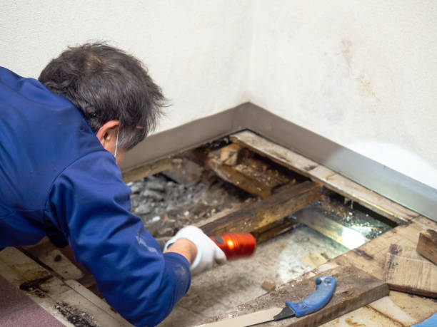 Best White Mold Remediation in Genoa, AR