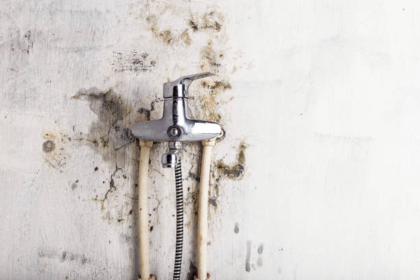 Best Mold Remediation for Specific Building Types in Genoa, AR
