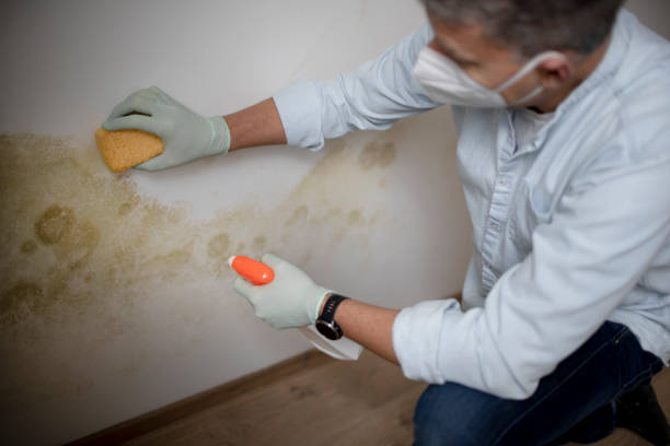 Best Post-Flood Mold Remediation in Genoa, AR