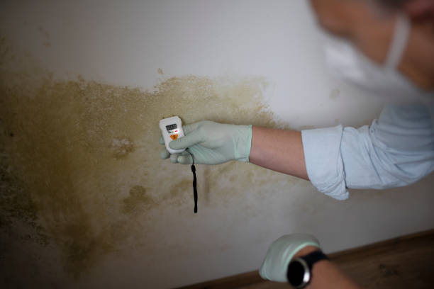 Best Mold Remediation for Specific Building Types in Genoa, AR